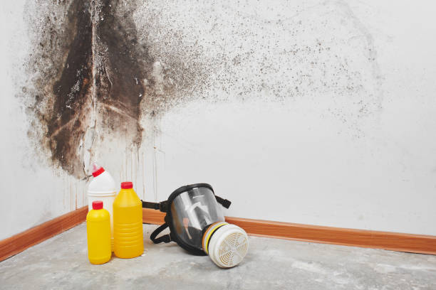 Best Mold Damage Repair  in Lone Pine, CA