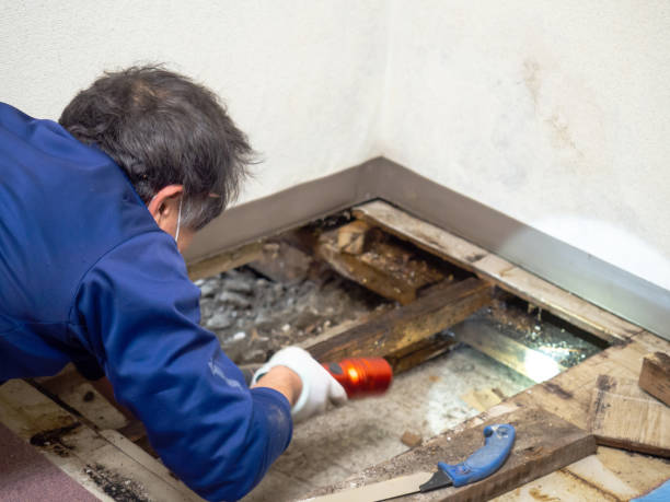 Best Mold Damage Repair  in Lone Pine, CA