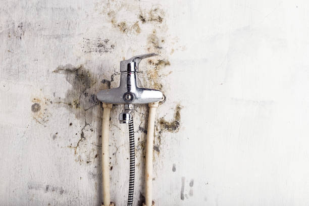  Lone Pine, CA Mold Removal Pros