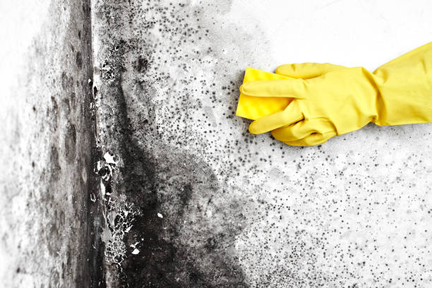 Best Black Mold Removal  in Lone Pine, CA