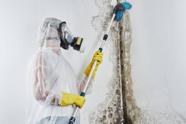 Best Commercial Mold Removal  in Lone Pine, CA