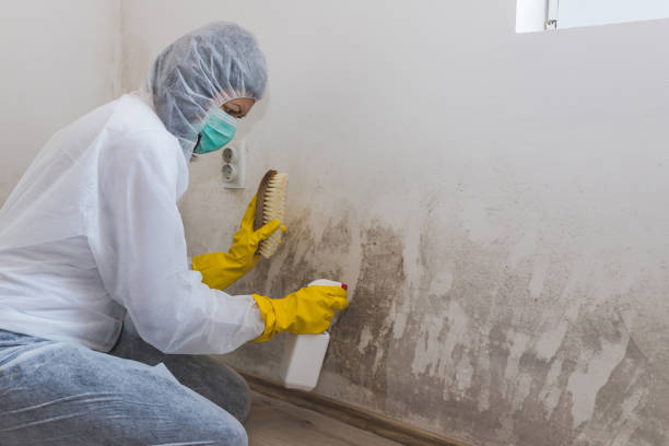 Best Mold Removal Process  in Lone Pine, CA