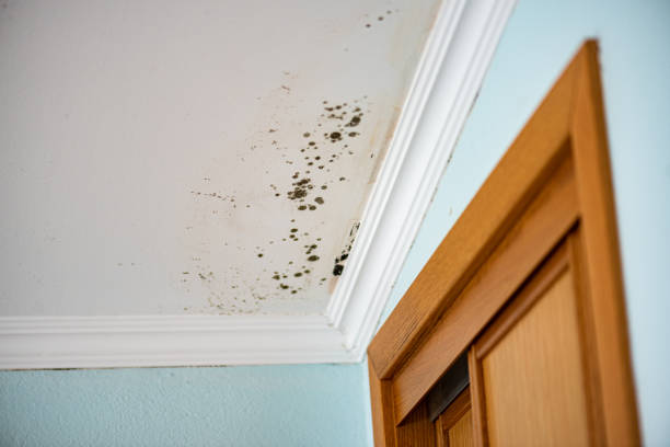 Mold Removal Process in Lone Pine, CA