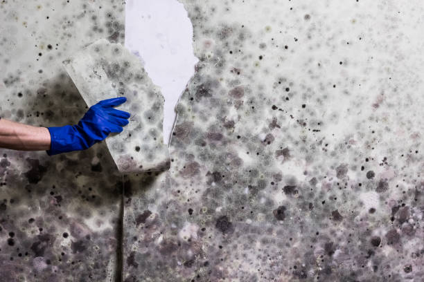 Best Toxic Mold Removal  in Lone Pine, CA