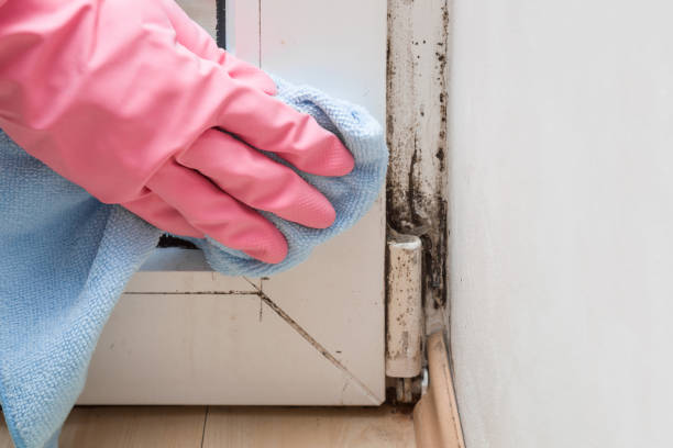 Best Residential Mold Removal  in Lone Pine, CA