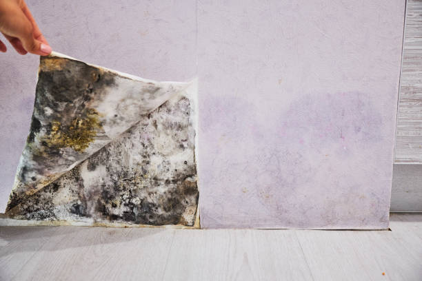 Best Emergency Mold Removal  in Lone Pine, CA